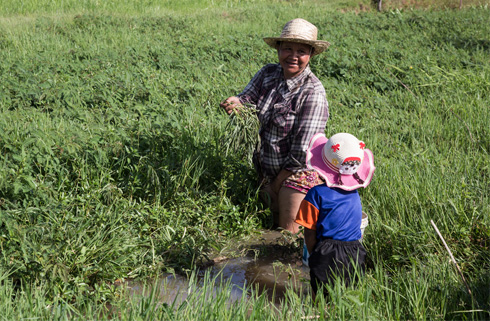 Lite barn samler vannmimosa sammen med bestemoren