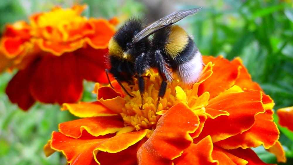 Bilde av humle som pollinerer en blomst.